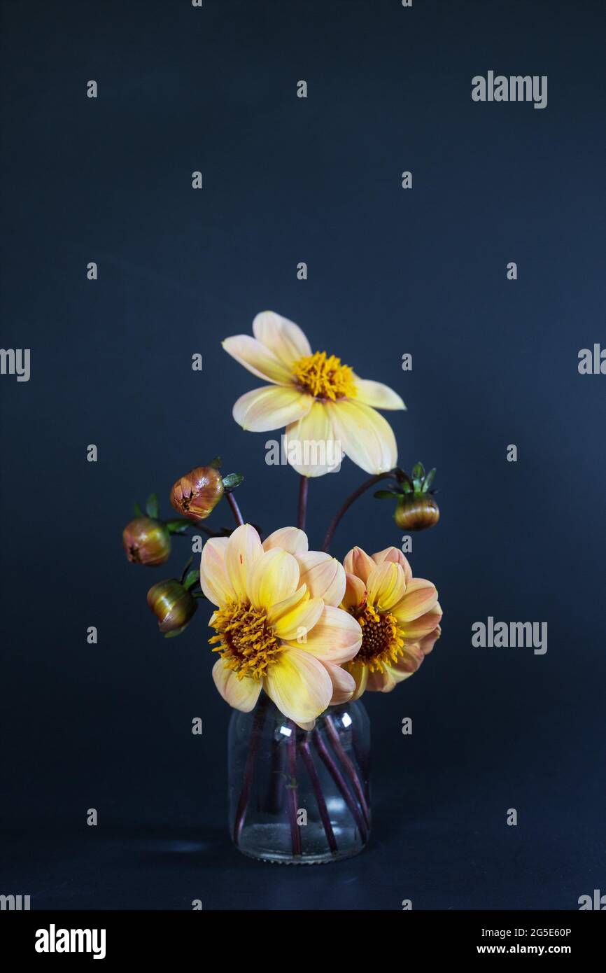 Dahlia Peach' flowers in a small bud vase Stock Photo Alamy