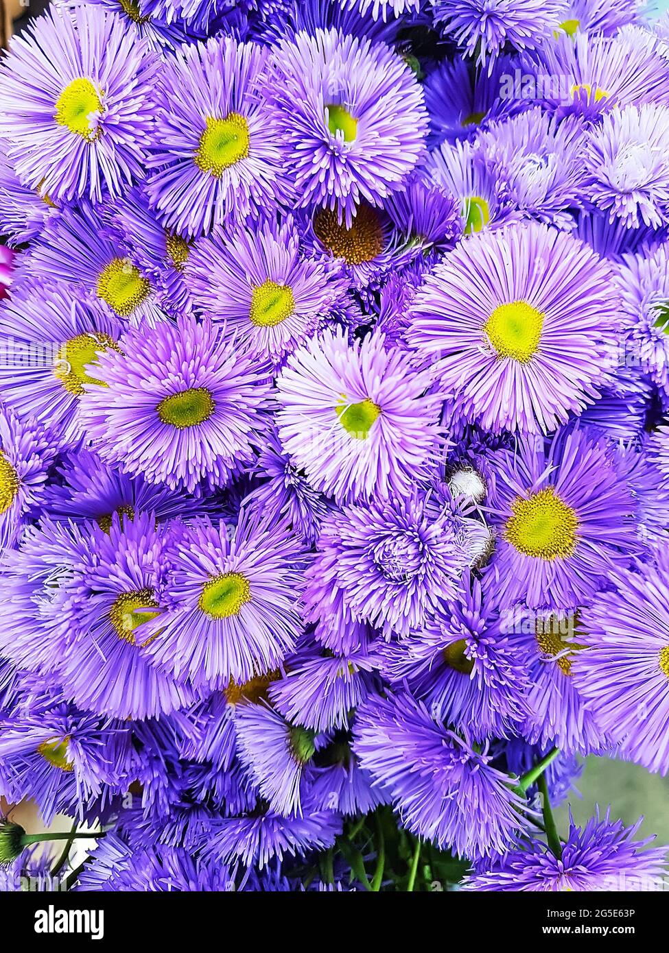 background purple flowers erigeron spiciosus finely petal beautiful. beautiful bouquet of blue flowers. Close-up, blurry. Place for your text. Floral Stock Photo