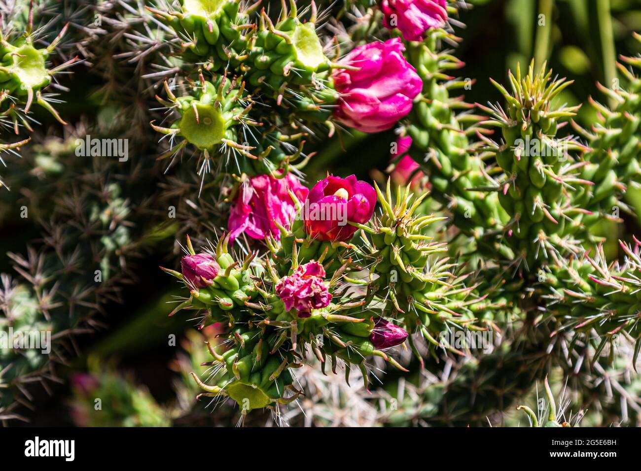Blossoming cactus. A close-up of a flowering cactus. Cactus flowers. Stock Photo