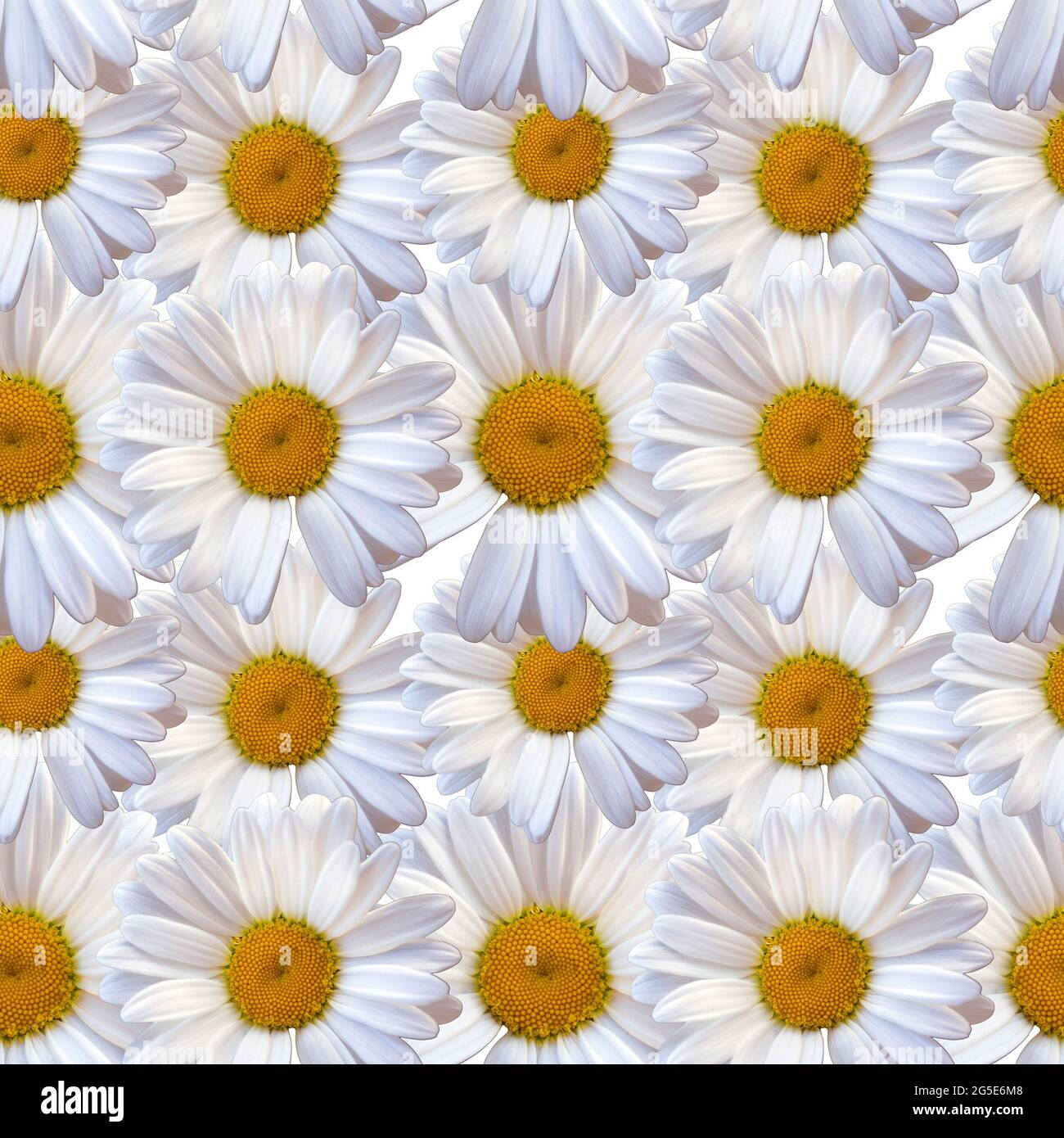 White Daisy Background Tumblr