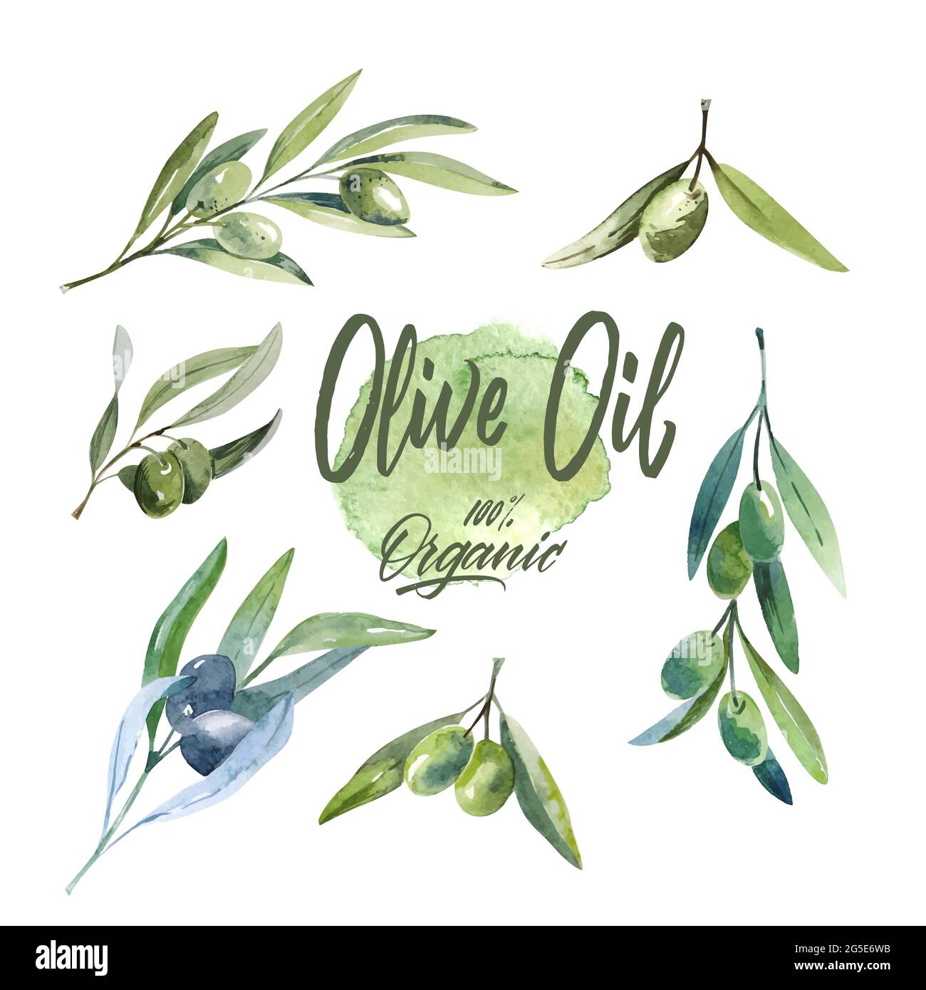 Watercolor olive branch. Sketch of olive branch on white background