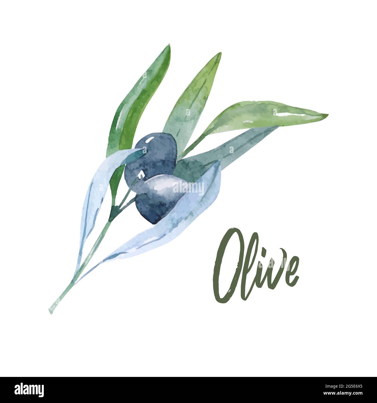 Watercolor olive branch. Sketch of olive branch on white background