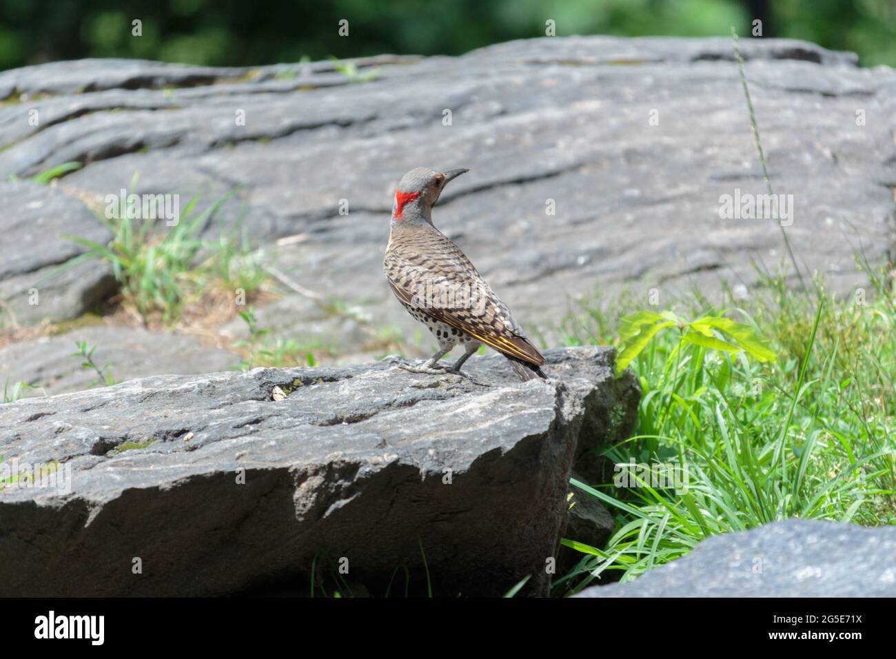 a northern yellow-shafted flicker, an American, migrating woodpecker, standing on a stone looking behind him in Central Park, New York City Stock Photo