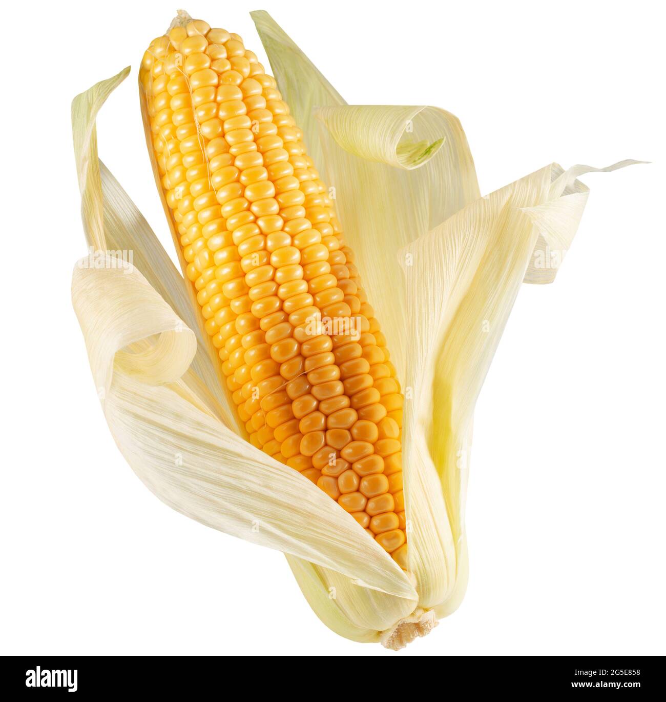 corn ear isolated on a white backgroun. Stock Photo