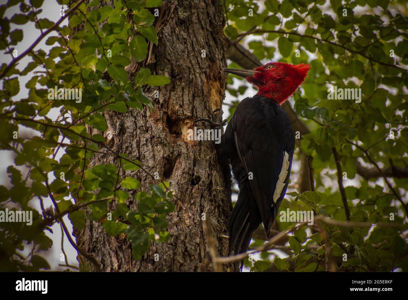 Giant patagonian woodpecker, bird only found in patagonia. Photo taken in Los Alerces National Park. Campephilus magellanicus. Stock Photo