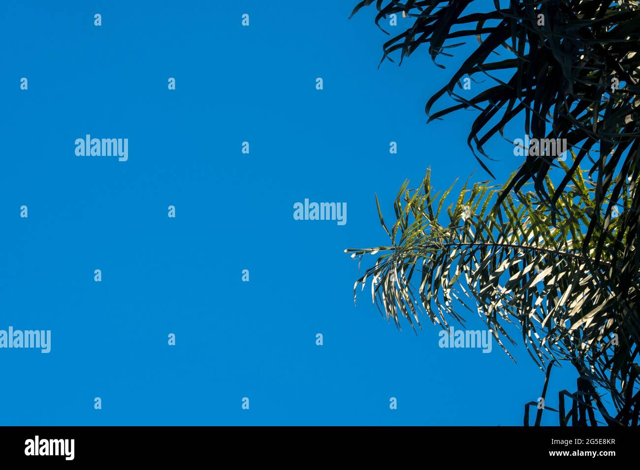 Green palm on a blue sky Stock Photo