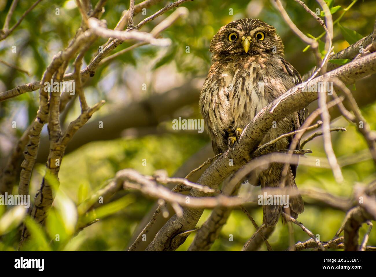 Little owl looking at the camera. Los Alerces National Park, Argentina. Stock Photo