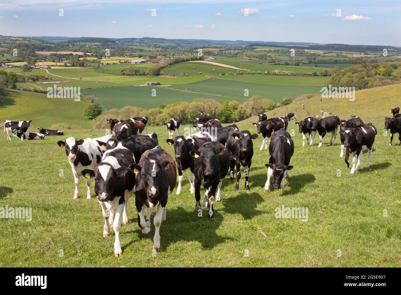 cattle grazing near Tollard Royal Carlton Downs with views to Ashcombe & Quarry Bottom, nr Shaftesbury, Wiltshire, England Stock Photo