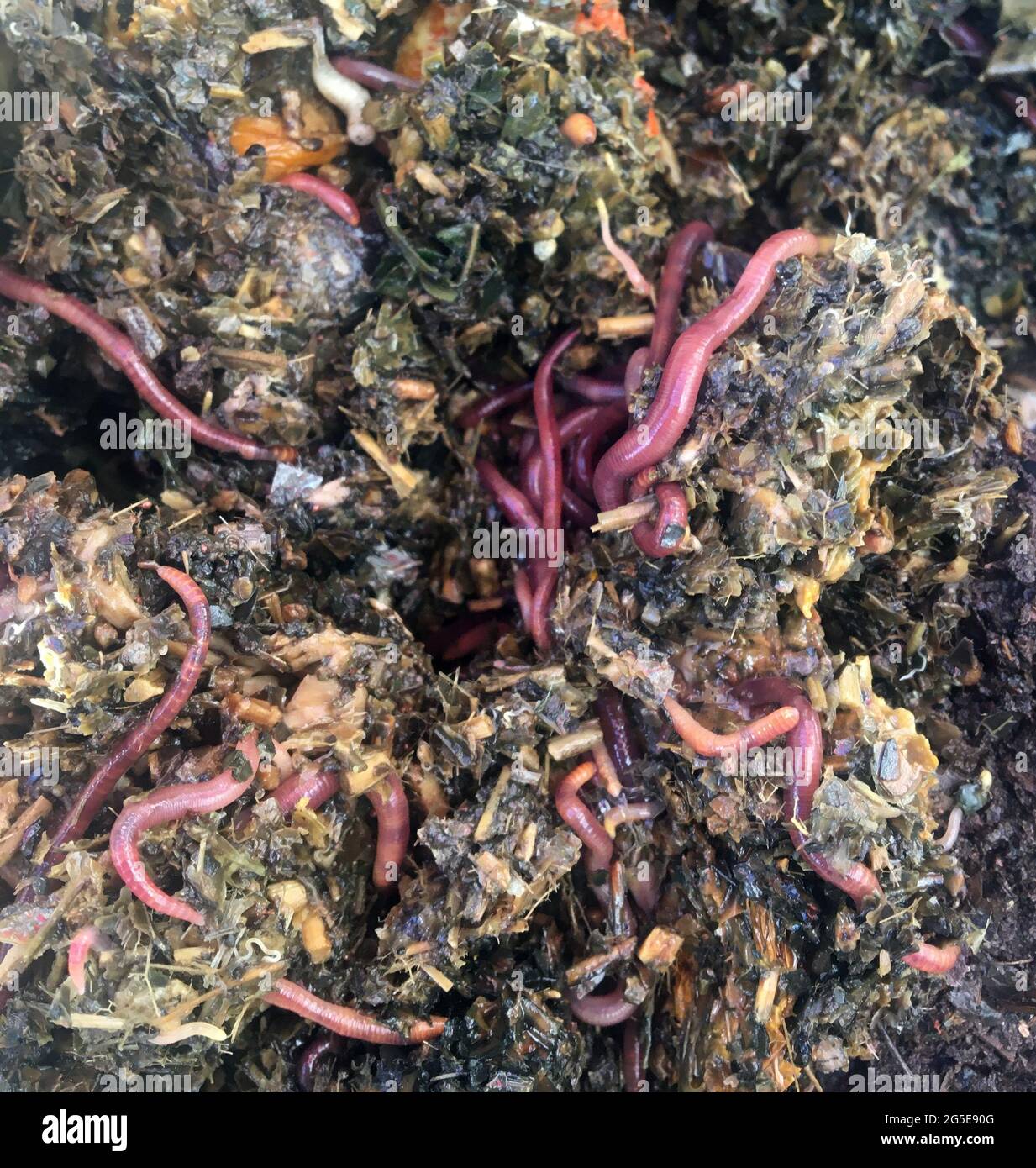 earthworms in a compost bin Stock Photo Alamy
