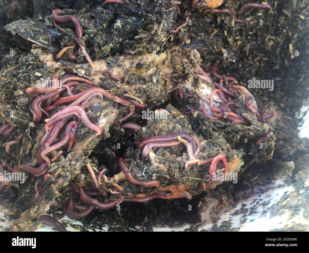 earthworms in a compost bin Stock Photo Alamy