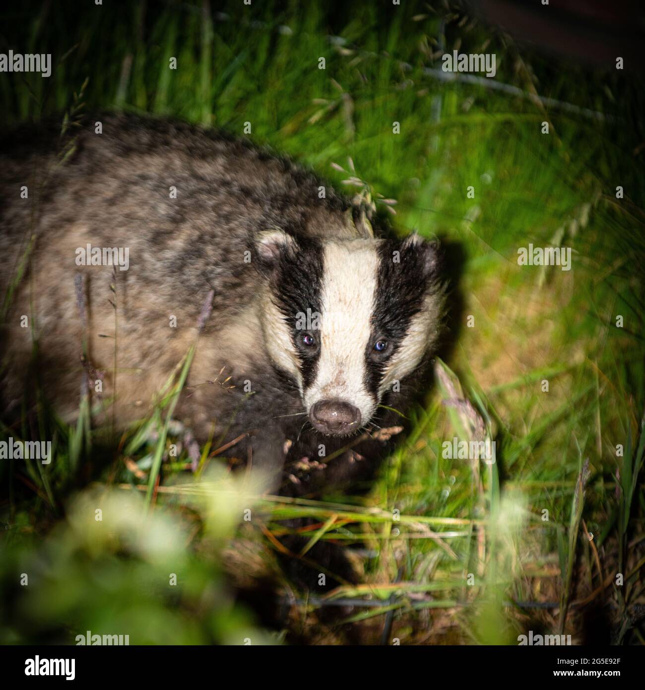 One of our nocturnal visitors this week.  This badger was totally unfussed about my being there, I had to resort to a shorter focal length to make the Stock Photo