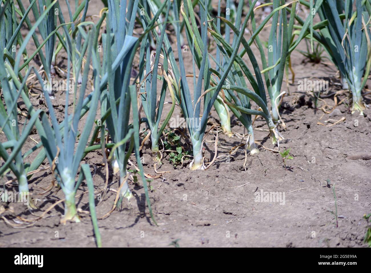 Onion plantation hi-res stock photography and images - Alamy