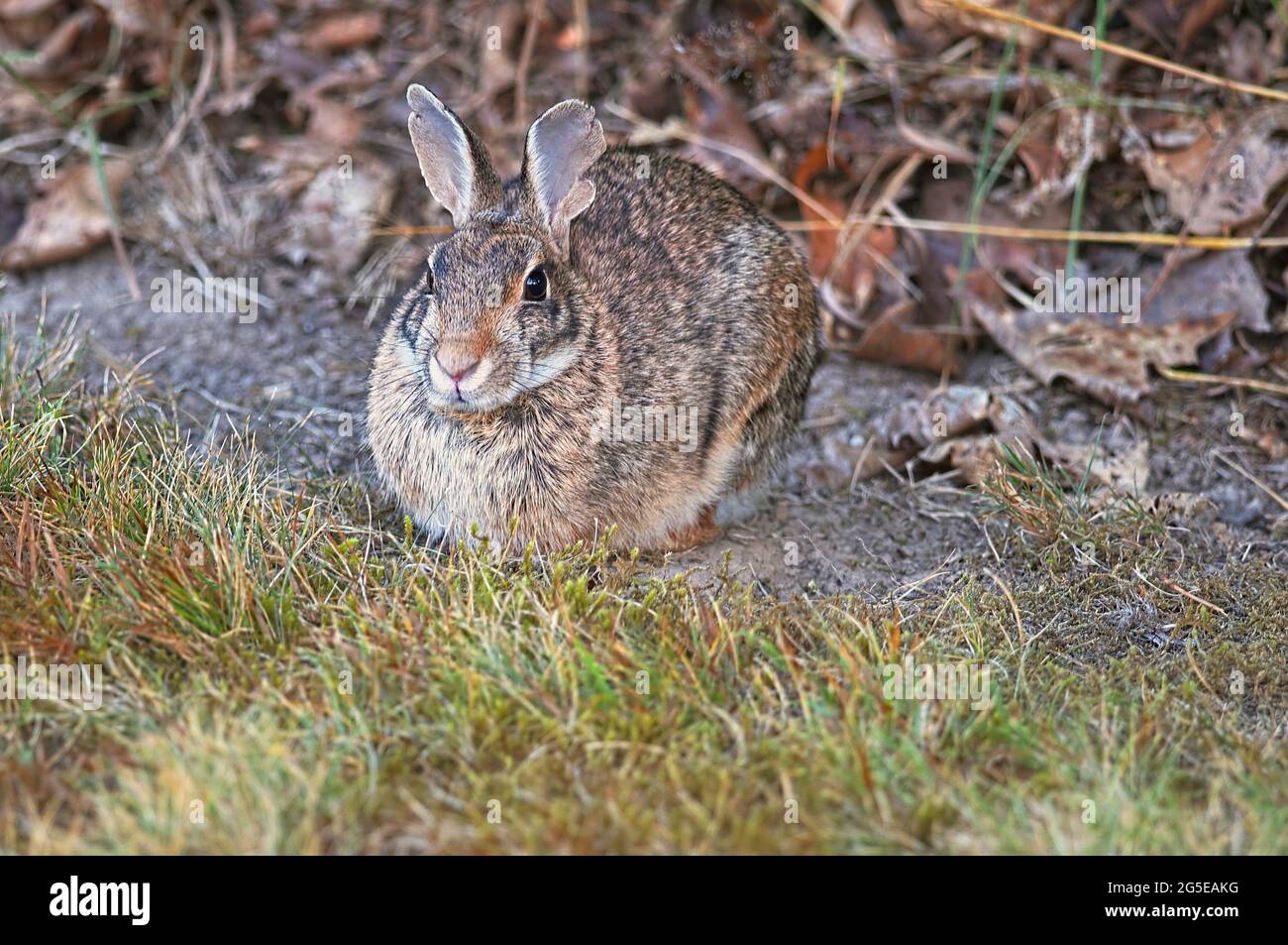 Western brush rabbit 3 (Sylvilagus bachmani) California brush rabbit. Stock Photo