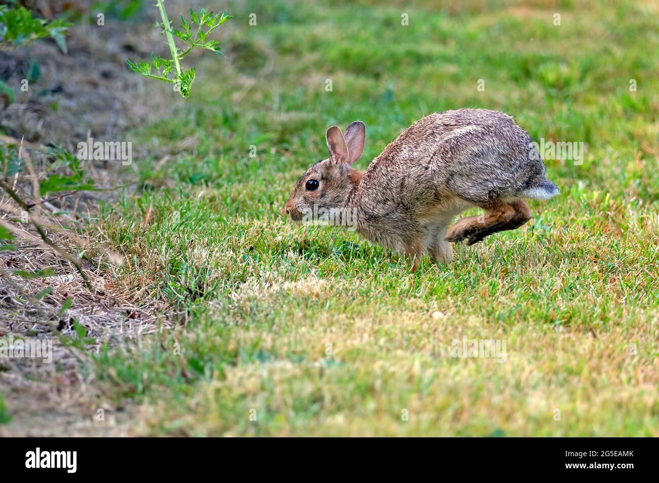 Western brush rabbit hires stock photography and images Alamy