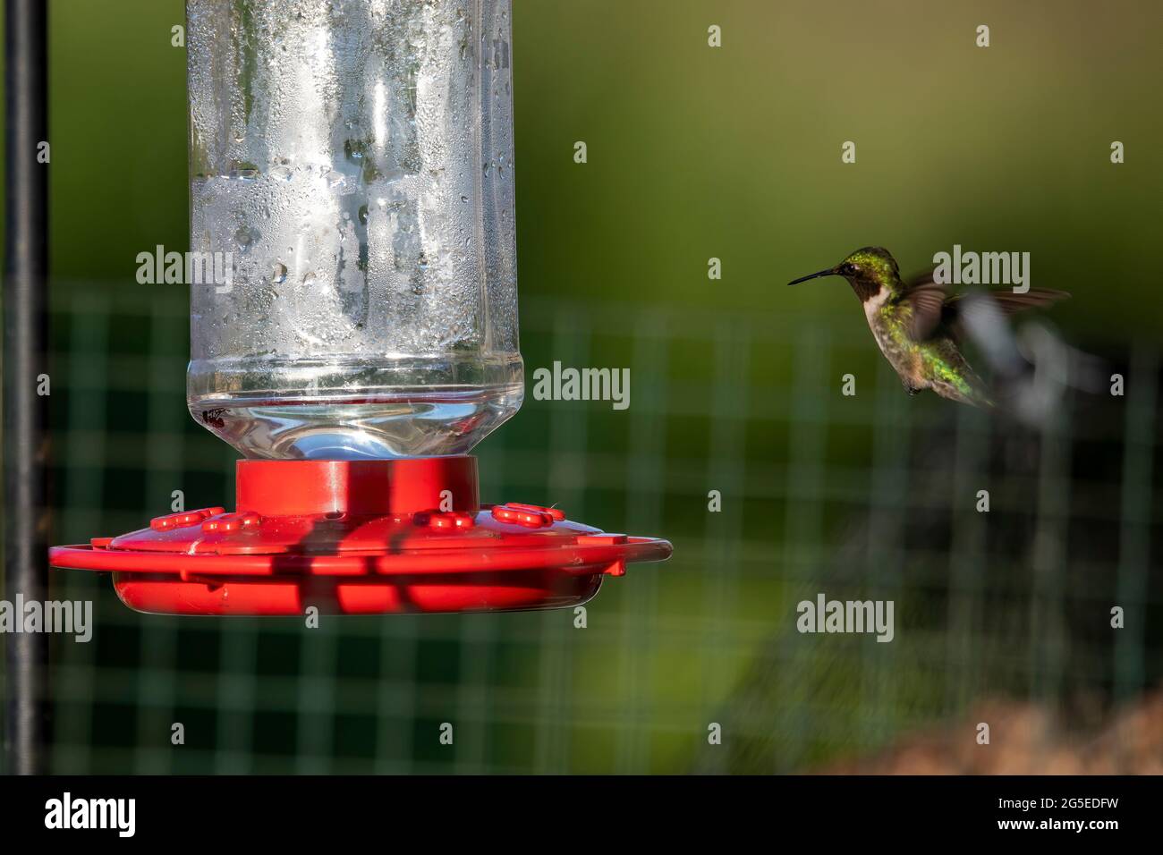 Ruby-throated hummingbird (Archilochus colubris) Stock Photo