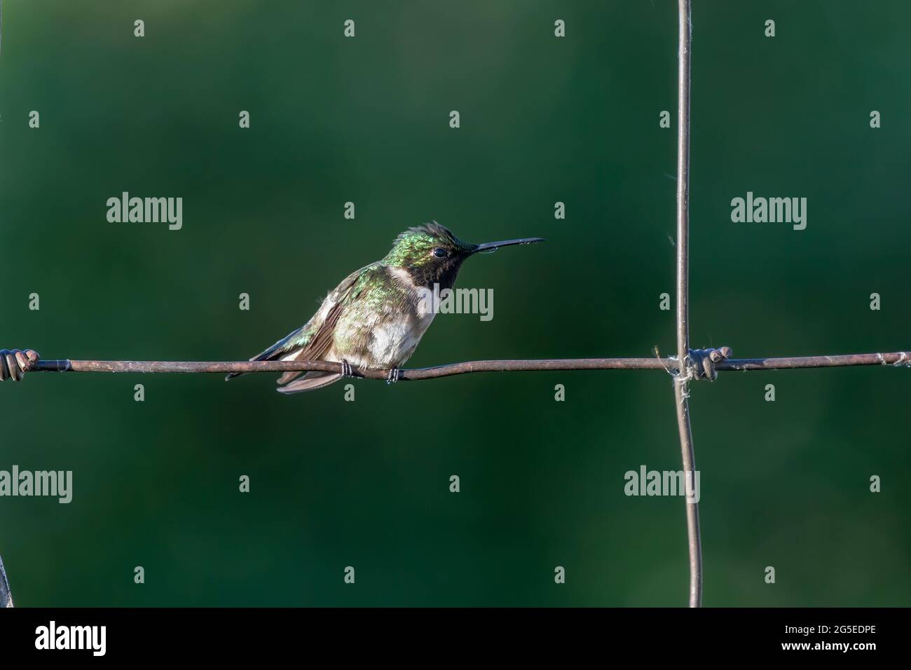 Ruby-throated hummingbird (Archilochus colubris) sitting on a fence Stock Photo