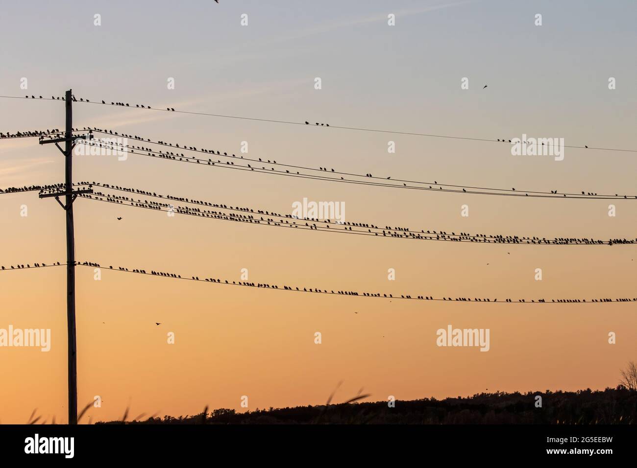 After leaving the nest, young red-winged blackbirds gather in large