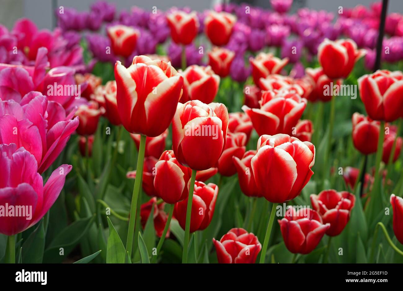 Tulip Flower at Keukenhof Tulip Garden Netherland Stock Photo - Alamy