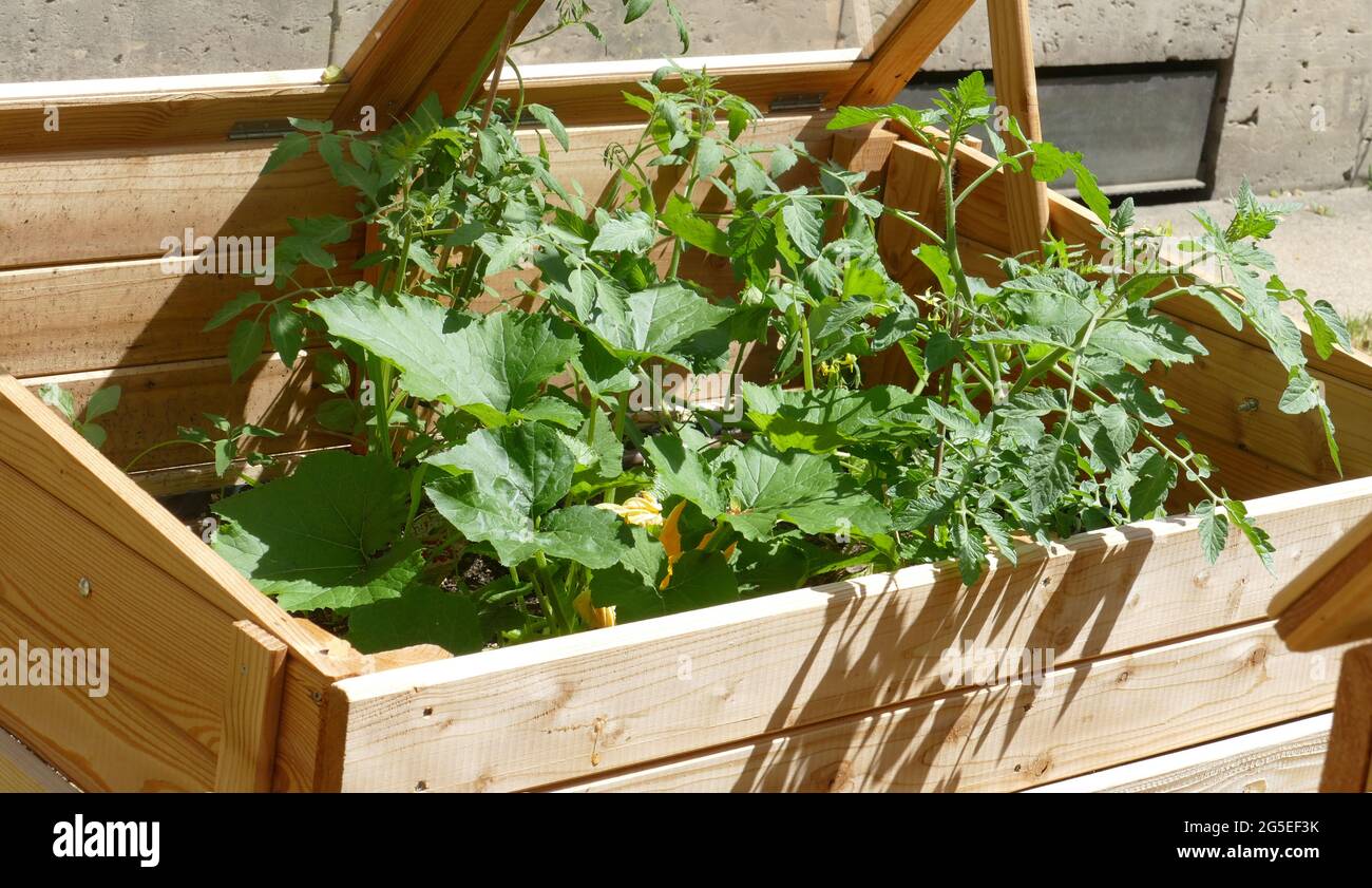 Close up of raised bed in urban guardening project. Stock Photo