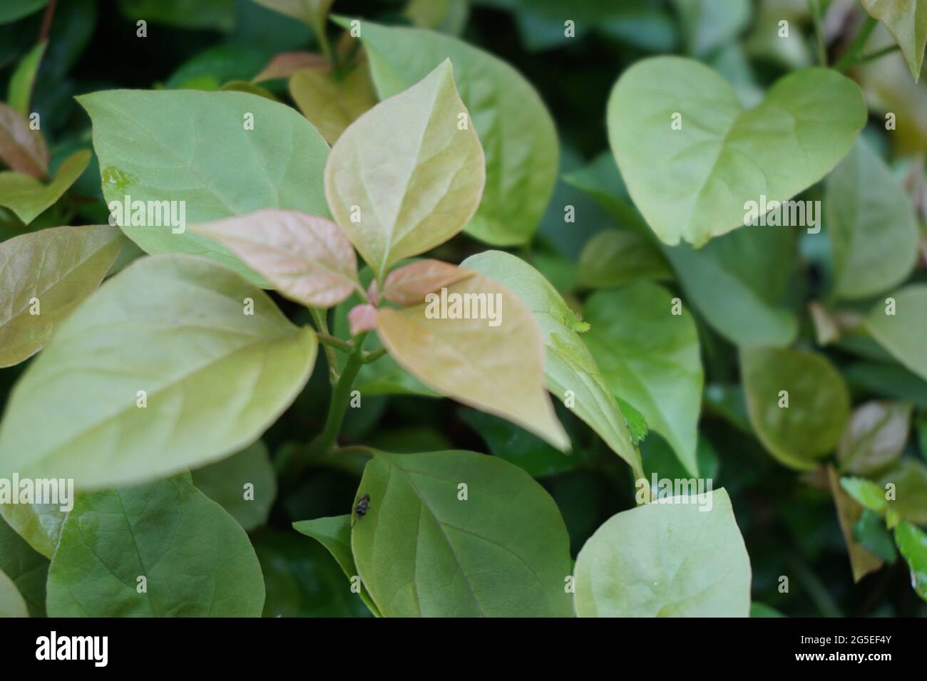 The exotic bougainvillea leaves in nature Stock Photo