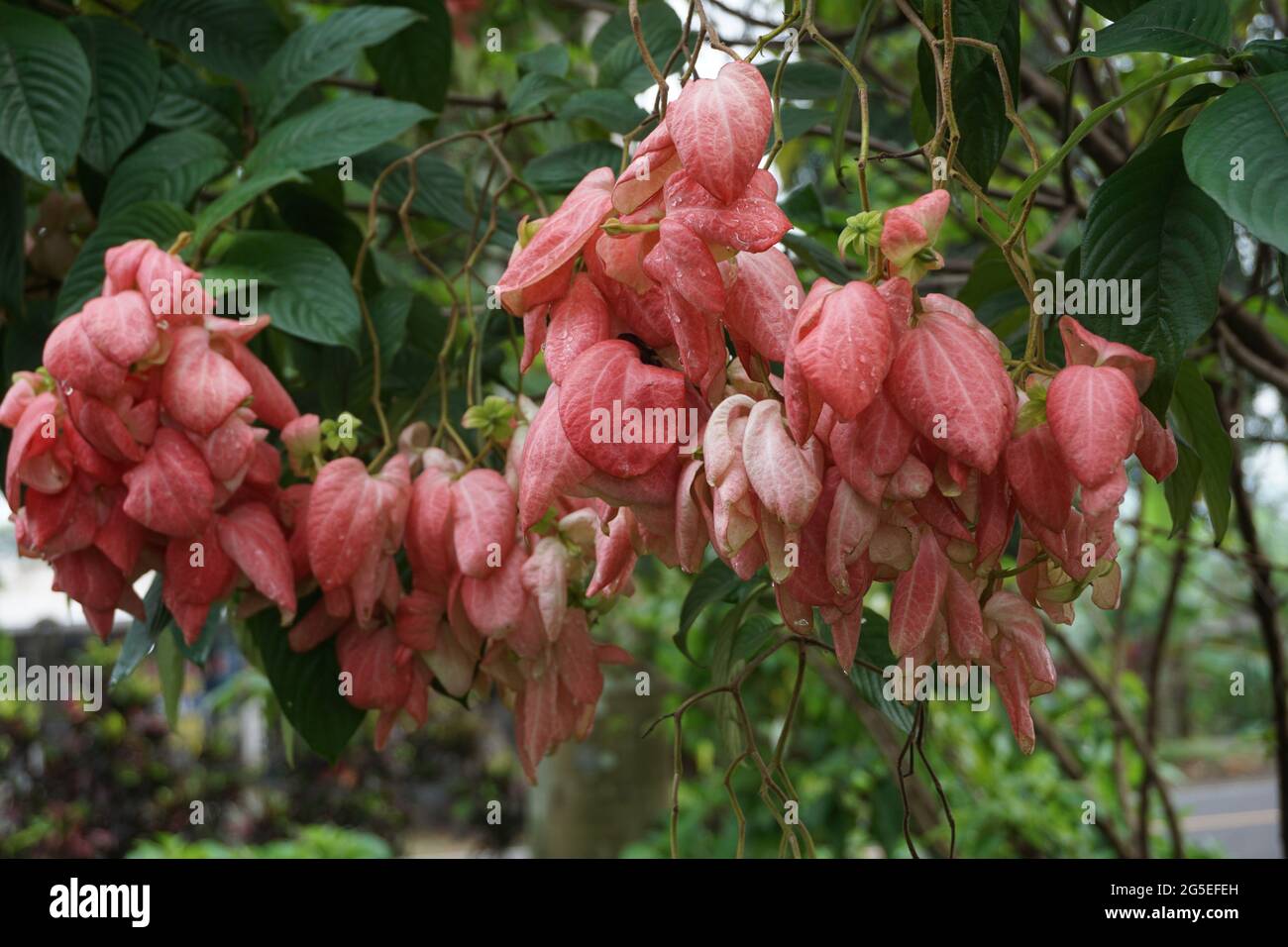 Mussaenda pubescens with a natural background. Also called Nusa Indah, Ashanti blood, Tropical dogwood Stock Photo