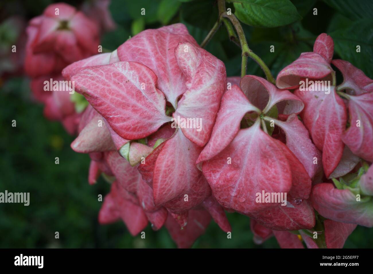 Mussaenda pubescens with a natural background. Also called Nusa Indah, Ashanti blood, Tropical dogwood Stock Photo