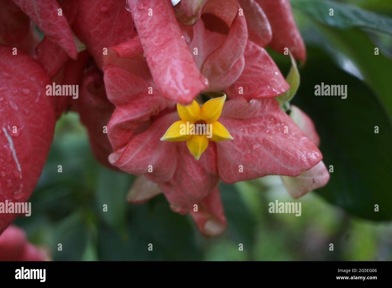 Mussaenda pubescens with a natural background. Also called Nusa Indah, Ashanti blood, Tropical dogwood Stock Photo