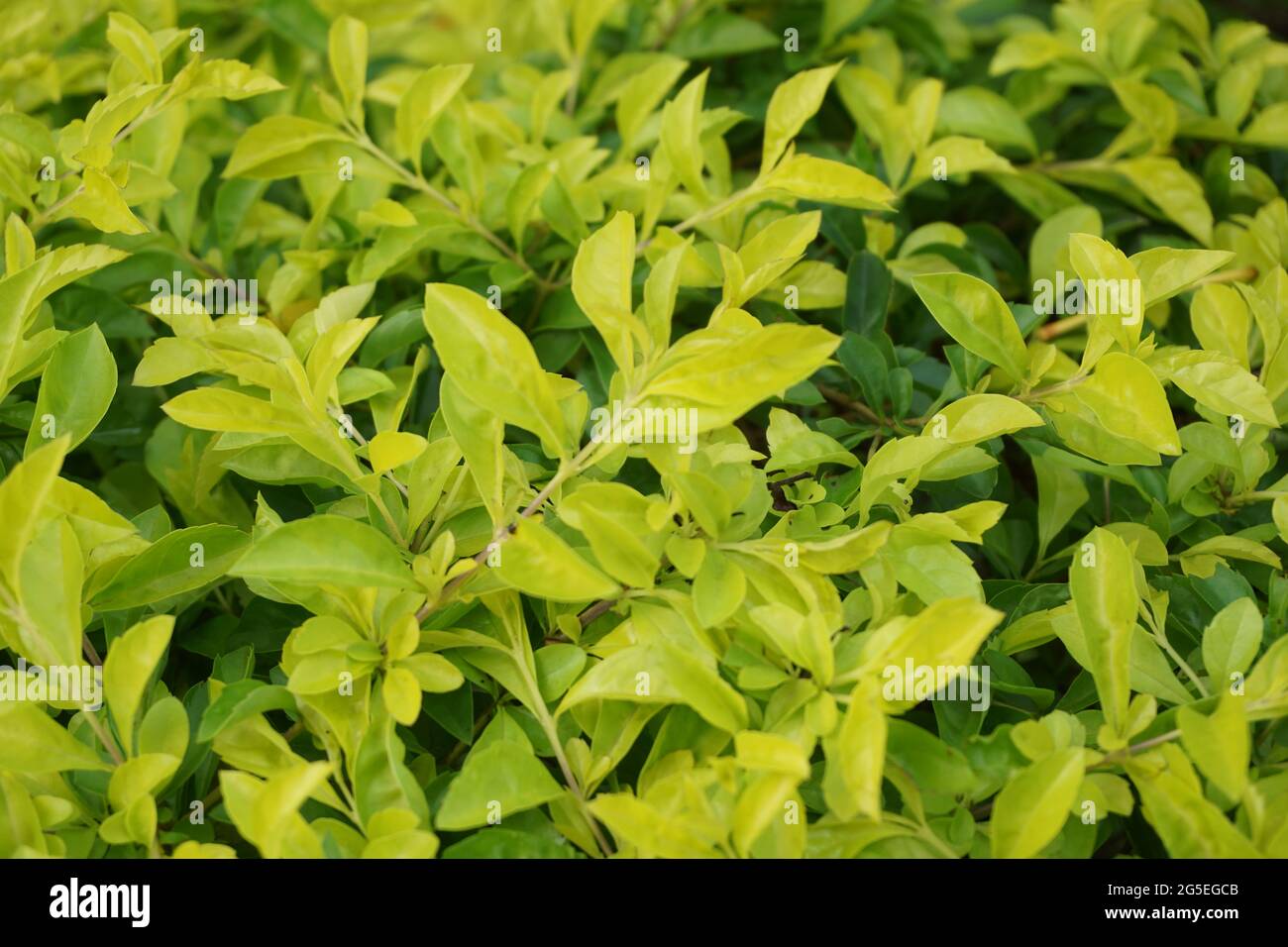 Gold mound leaves. Also called Sinyo nakal, Duranta erecta, teh-tehan, alba, aurea, geisha girl, sapphire showers and variegata Stock Photo