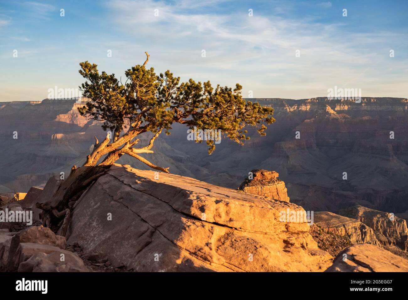 Gnarly Tree Leans Into The Morning Light In The Grand Canyon along the South Kaibab Trail Stock Photo