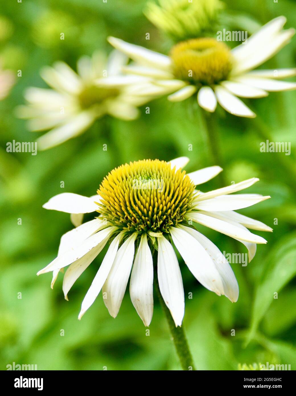 Vertical format of a beautiful white coneflower (Echinacea purpurea) on a soft, blurred green background with other coneflowers in the backdrop. Stock Photo