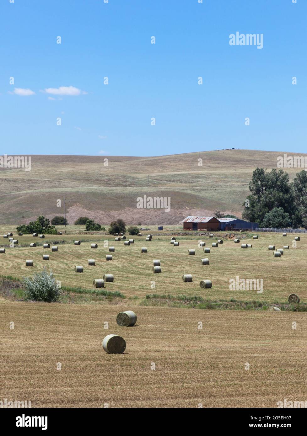 Rural scene near Bathurst in Central NSW featuring round hay bales. Bathurst NSW Australia. Stock Photo