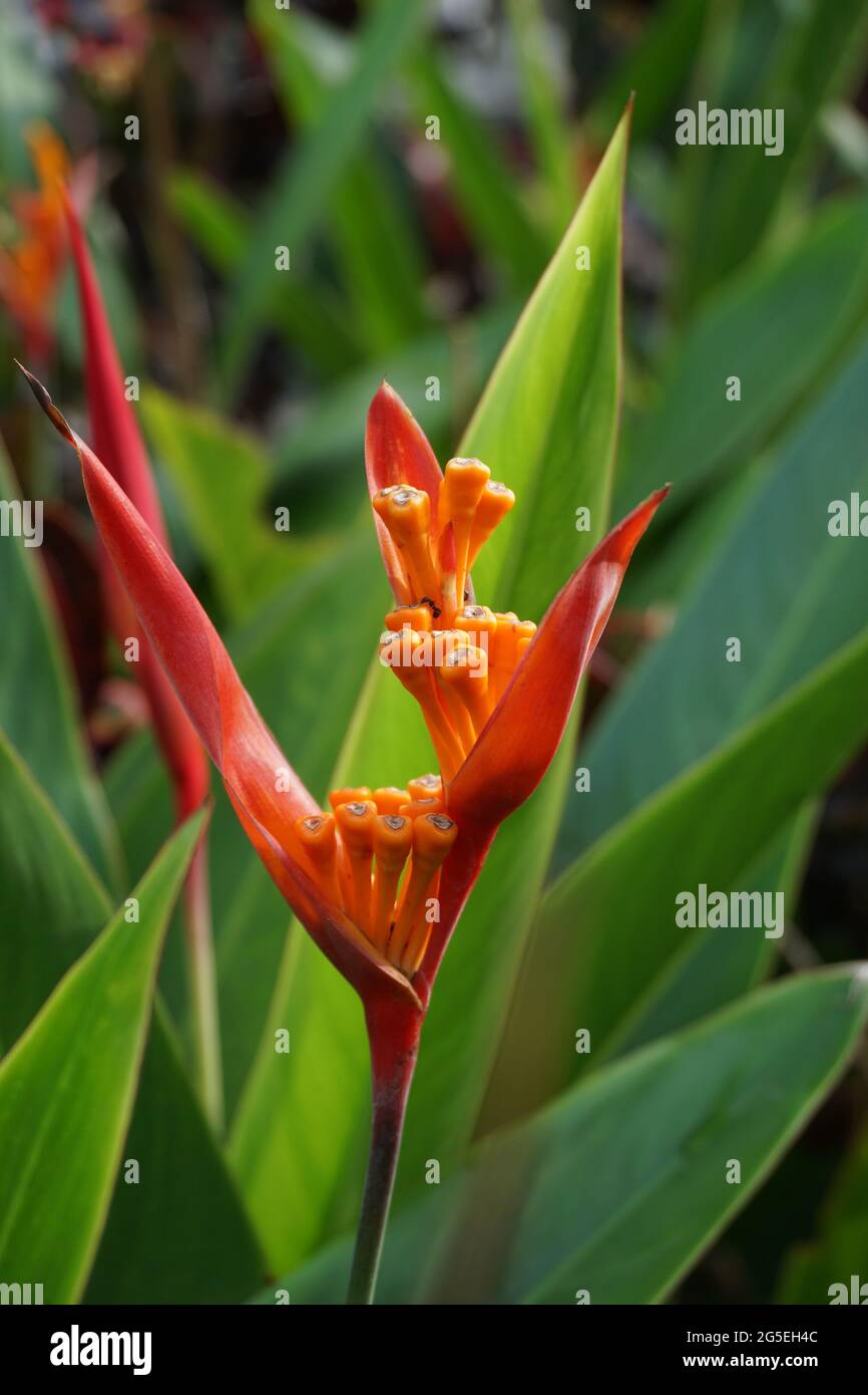 Close up Heliconia (Heliconiaceae, lobster-claws, toucan beak, wild plantains, false bird of paradise) with natural background Stock Photo