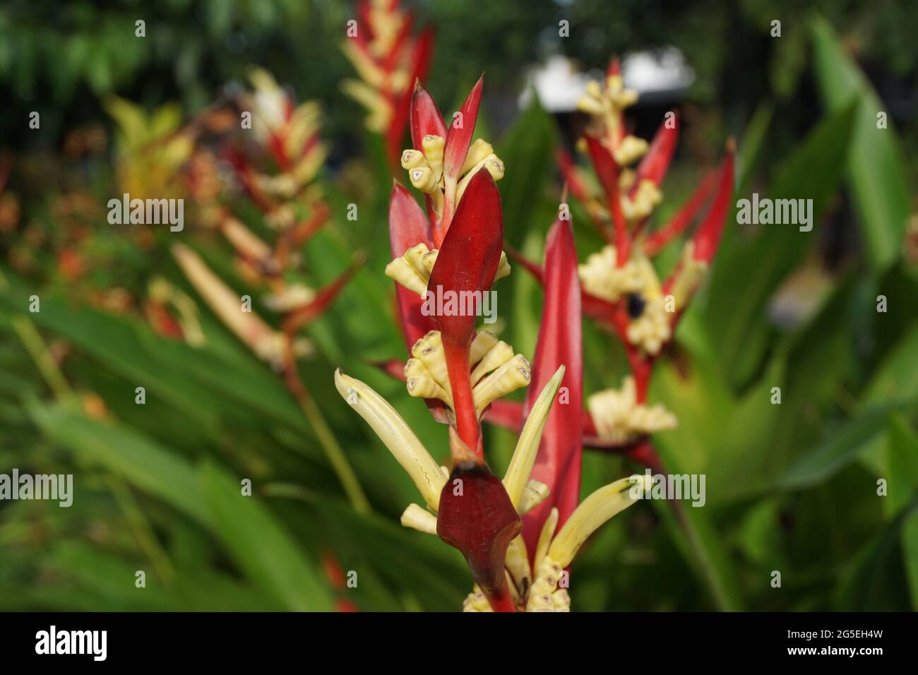 Close up Heliconia (Heliconiaceae, lobster-claws, toucan beak, wild plantains, false bird of paradise) with natural background Stock Photo
