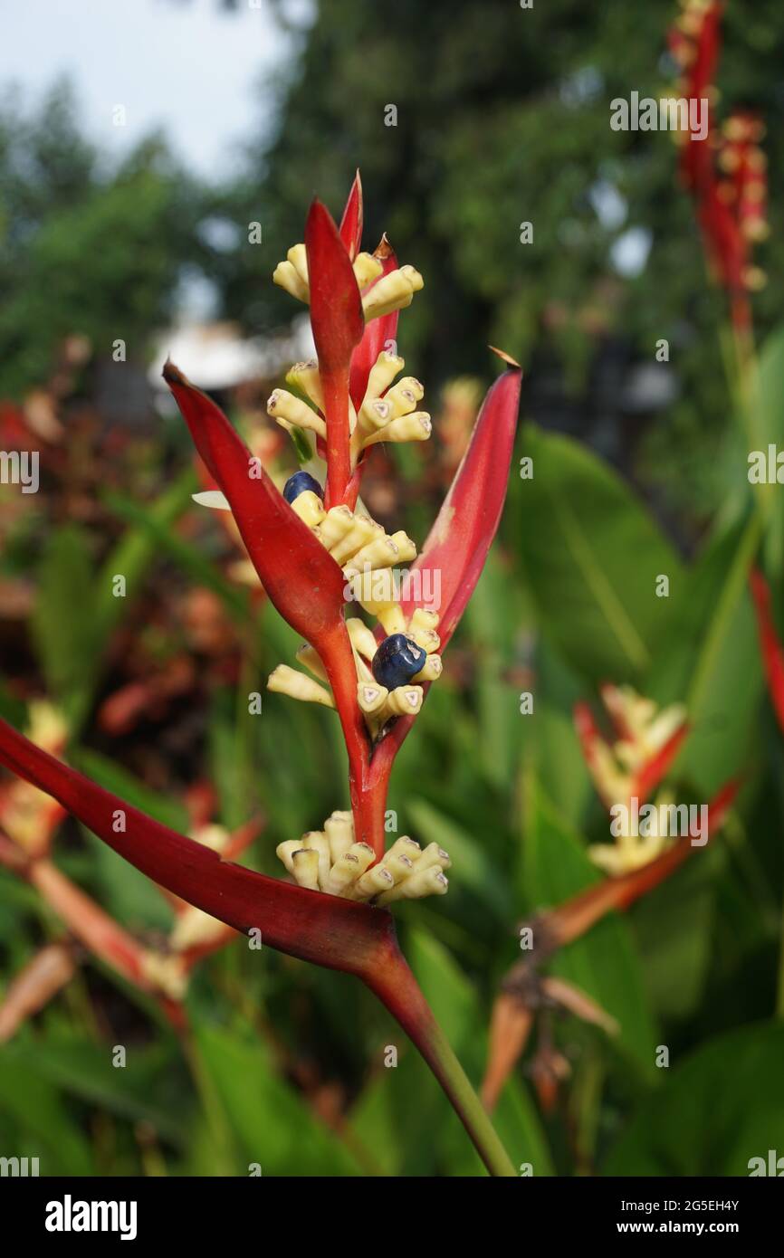 Close up Heliconia (Heliconiaceae, lobster-claws, toucan beak, wild plantains, false bird of paradise) with natural background Stock Photo