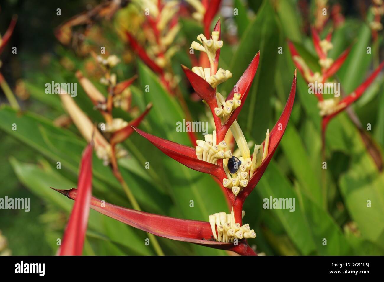 Close up Heliconia (Heliconiaceae, lobster-claws, toucan beak, wild plantains, false bird of paradise) with natural background Stock Photo