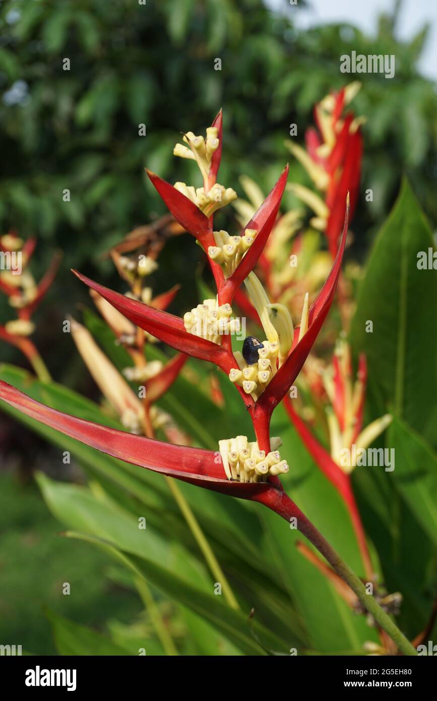 Close up Heliconia (Heliconiaceae, lobster-claws, toucan beak, wild plantains, false bird of paradise) with natural background Stock Photo