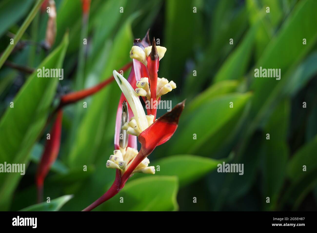 Close up Heliconia (Heliconiaceae, lobster-claws, toucan beak, wild plantains, false bird of paradise) with natural background Stock Photo