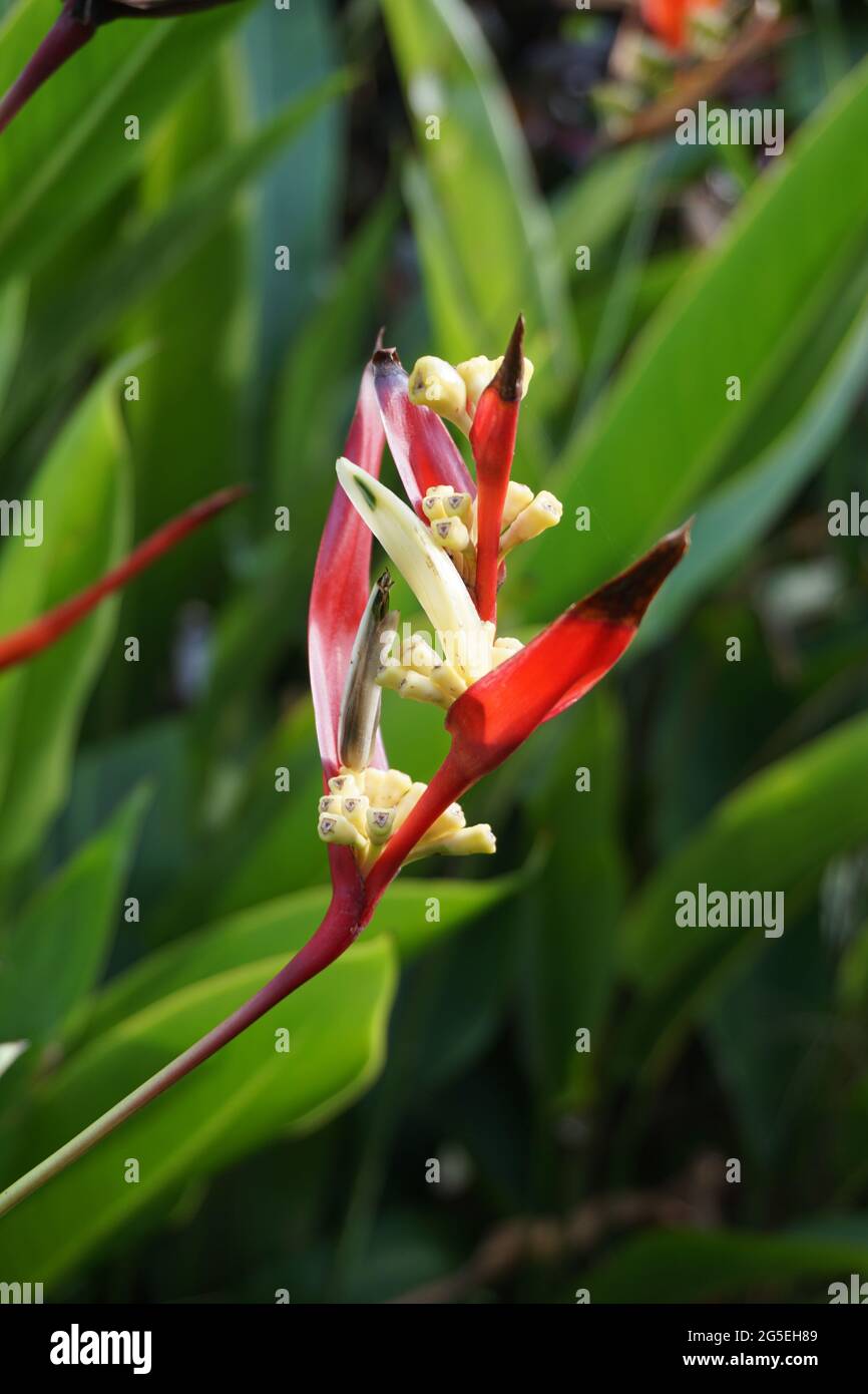 Close up Heliconia (Heliconiaceae, lobster-claws, toucan beak, wild plantains, false bird of paradise) with natural background Stock Photo