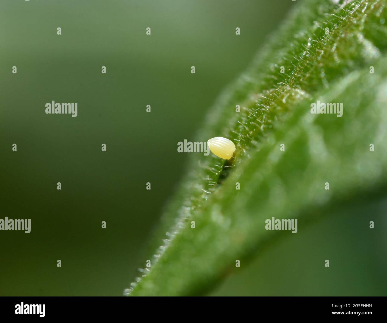 Close-up of a Monarch butterfly (Danaus plexippus) egg attached to the surface of a milkweed leaf (Asclepsias tuberosa).  Copy space. Stock Photo