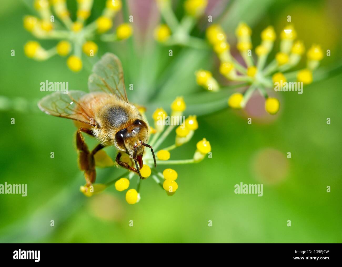 Honey bee (Apis mellifera) gathers nectar from the tiny yellow flowers of fennel (Foeniculum vulgare). Closeup. Copy space. Stock Photo