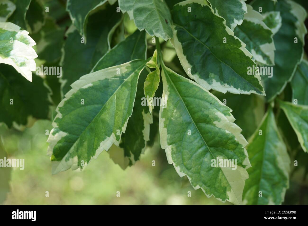 Styrax japonica variegata leaves with a natural background Stock Photo