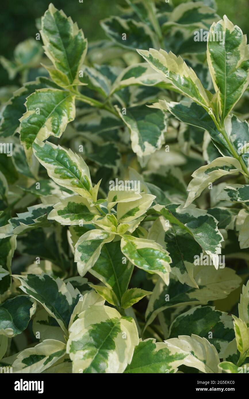 Styrax japonica variegata leaves with a natural background Stock Photo