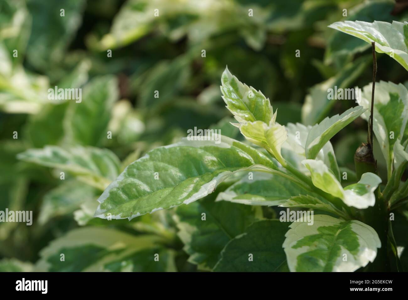 Styrax japonica variegata leaves with a natural background Stock Photo