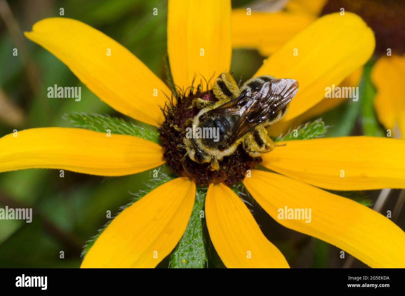 Mining Bee, Andrena sp., foraging on Black-eyed Susan, Rudbeckia hirta Stock Photo