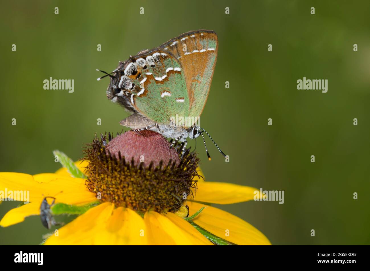Juniper Hairstreak, Callophrys gryneus, nectaring from Black-eyed Susan, Rudbeckia hirta Stock Photo