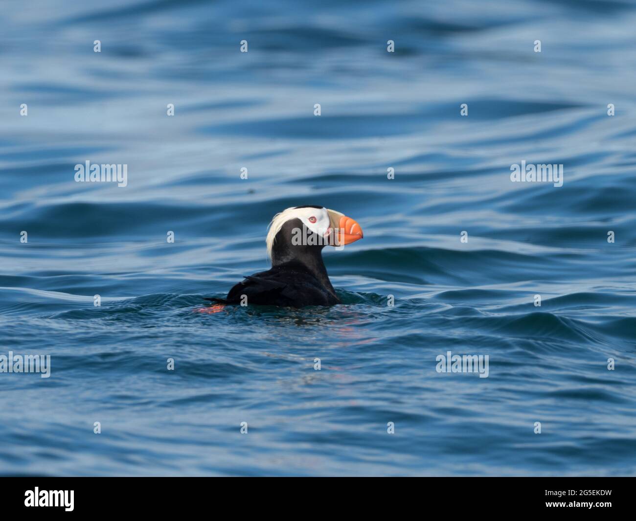 Puffin family hi-res stock photography and images - Alamy