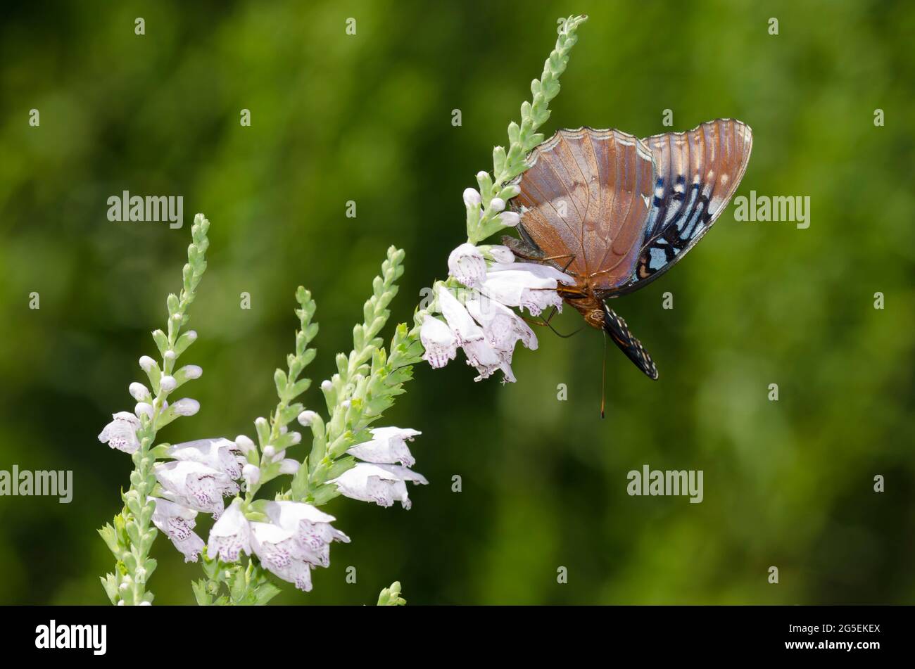 Diana Fritillary, Argynnis diana, female nectaring from Fall Obedient Plant, Physostegia virginiana Stock Photo