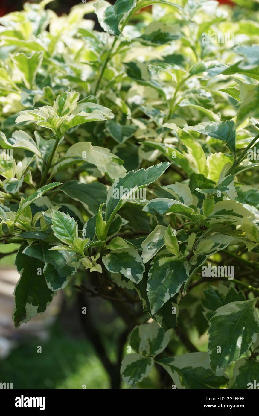 Styrax japonica variegata leaves with a natural background Stock Photo