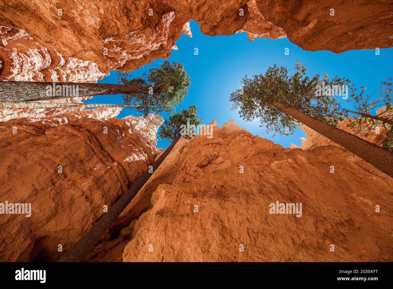 Bryce Canyon, looking up from the bottom of the canyon with the trees surging up to the blue sky Stock Photo