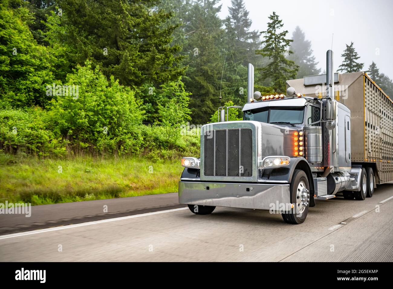 Powerful classic dark gray American bonnet big rig semi truck with turned  on headlight running with semi trailer for transporting animals on the  foggy Stock Photo - Alamy